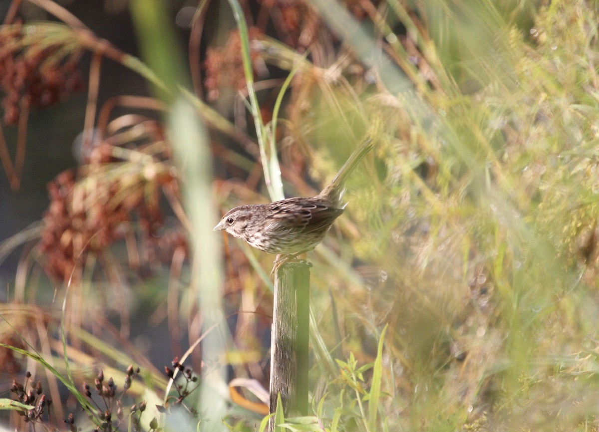 Song Sparrow - ML643665248