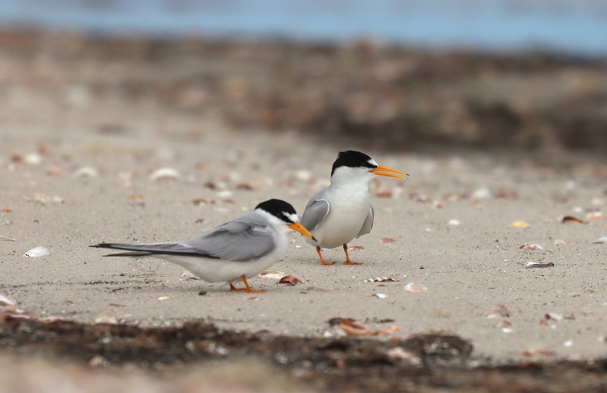Least Tern - ML643665249