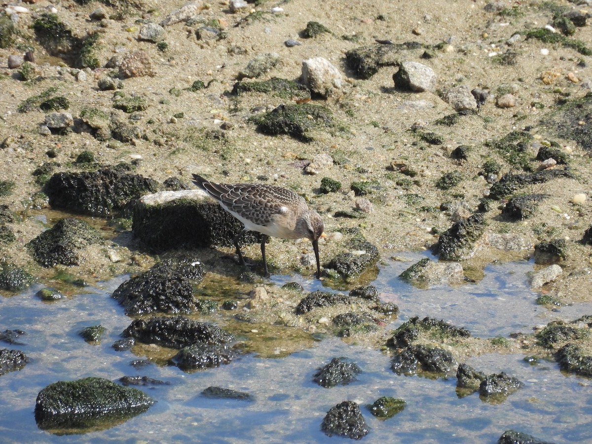 Curlew Sandpiper - ML643665261