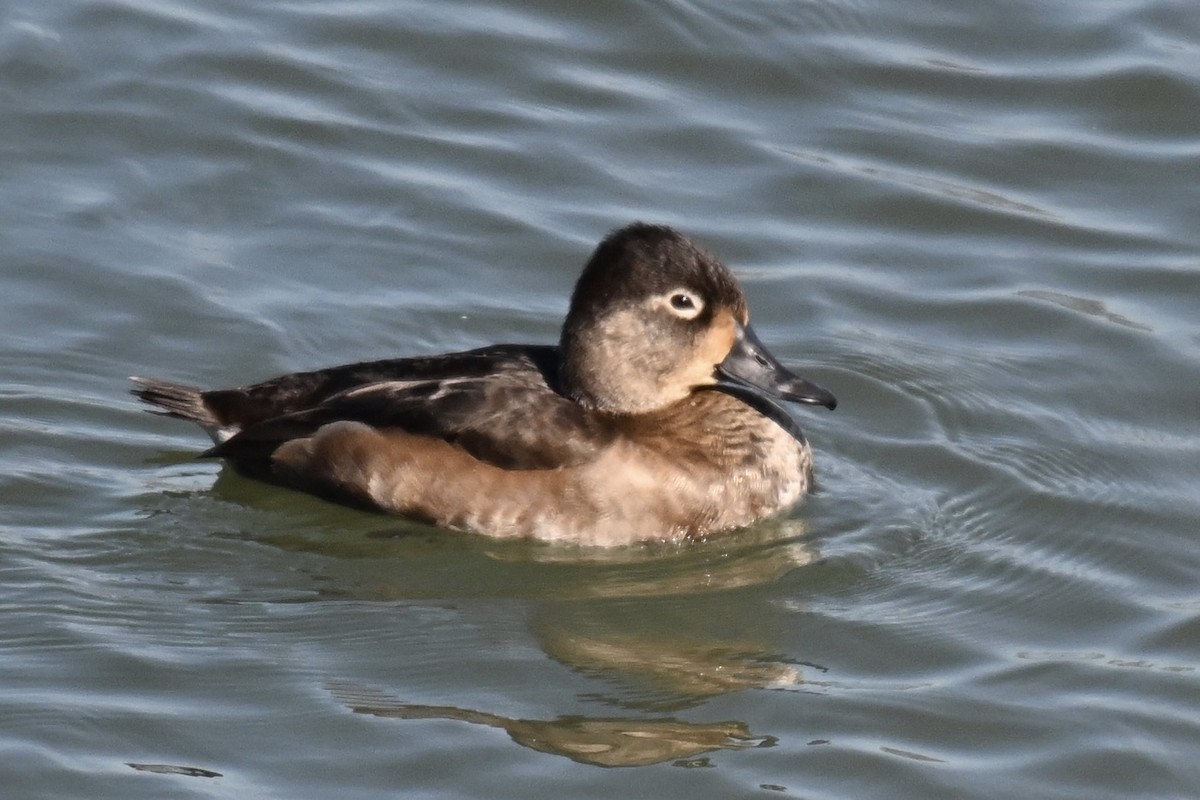 Ring-necked Duck - ML643665268