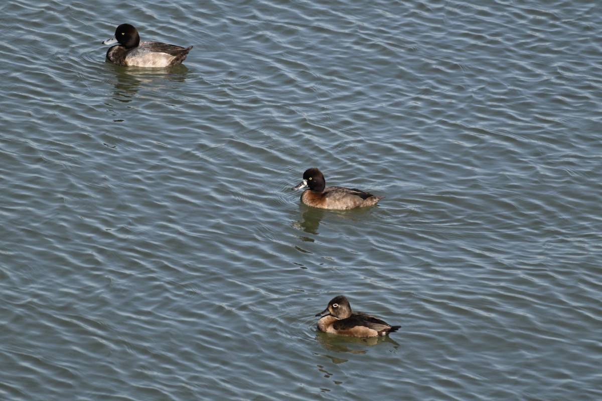 Ring-necked Duck - ML643665274