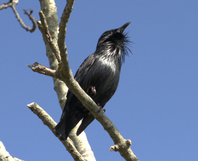 Spotless Starling - ML643665276
