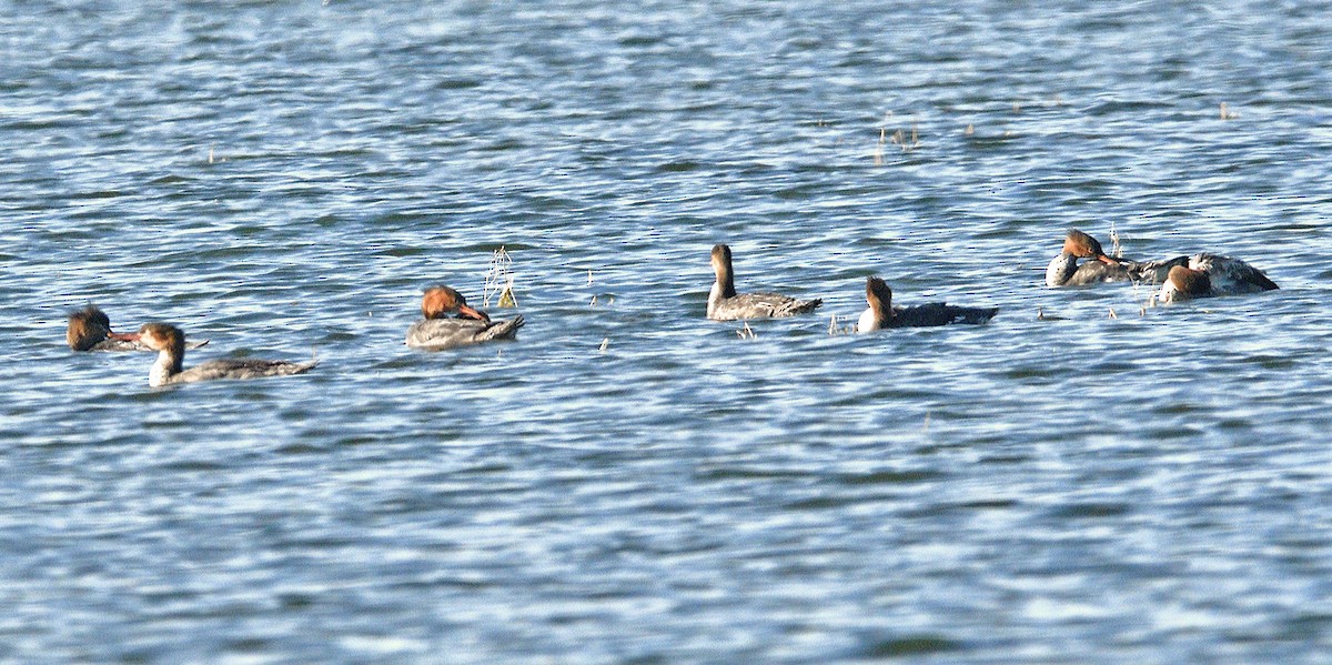 Red-breasted Merganser - ML643665280