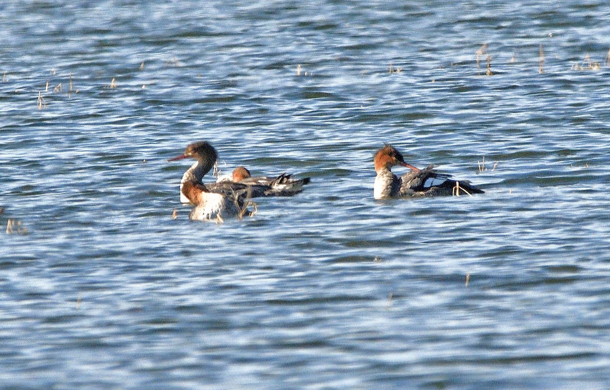 Red-breasted Merganser - ML643665281