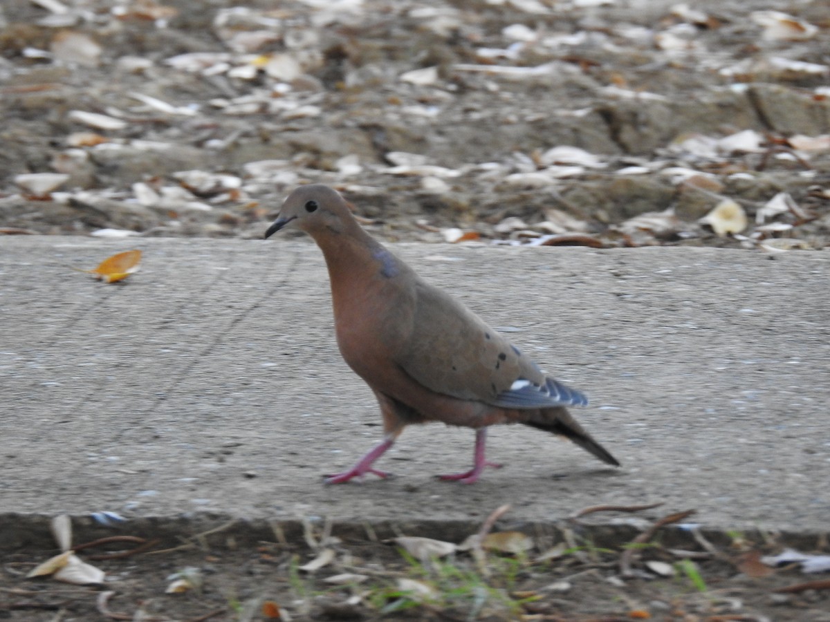 Zenaida Dove - ML643665368