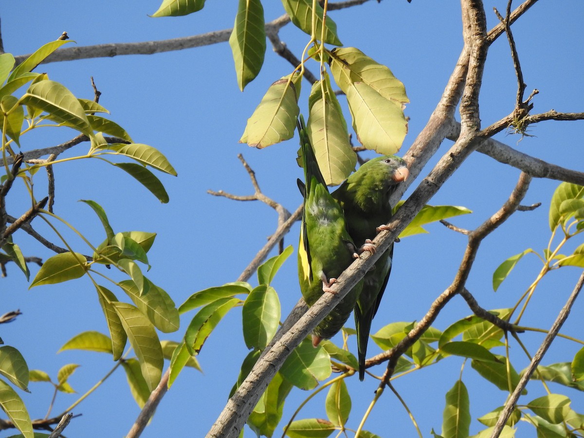 White-winged Parakeet - ML643665410