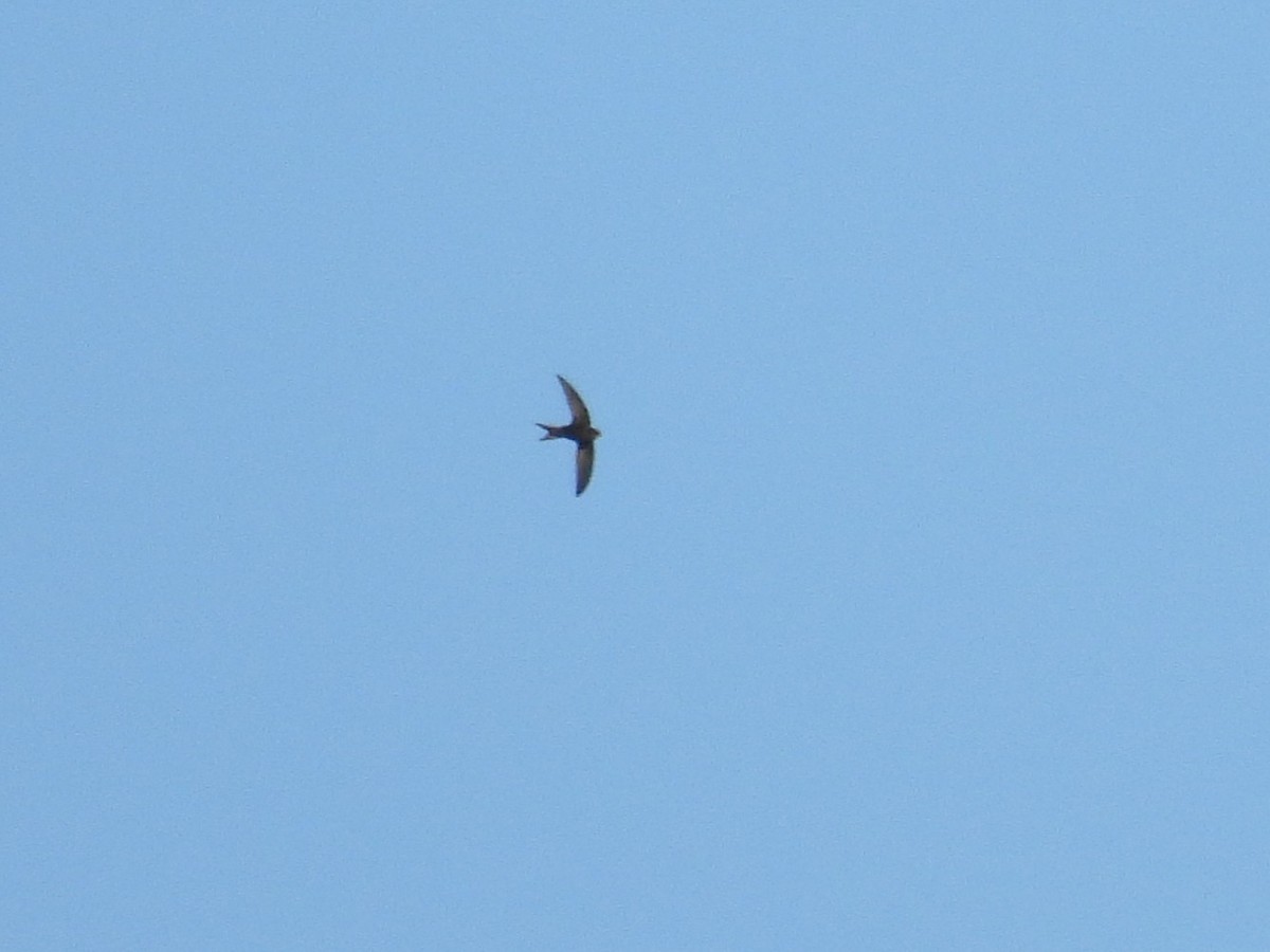 Common Swift - ML643665419