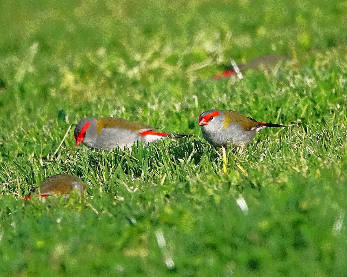 Red-browed Firetail - ML643665444