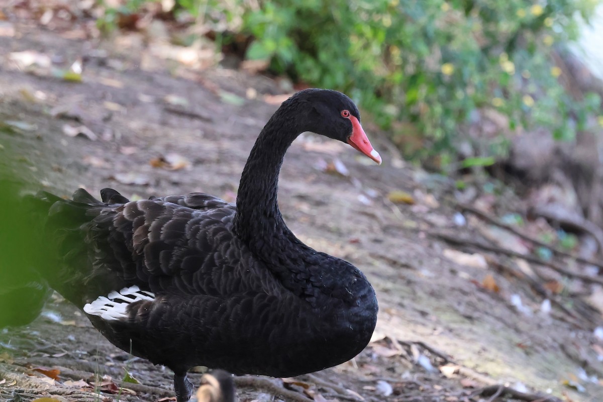 Black Swan - ML643665453