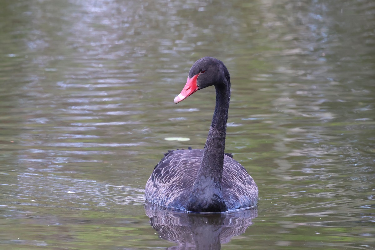 Black Swan - ML643665454