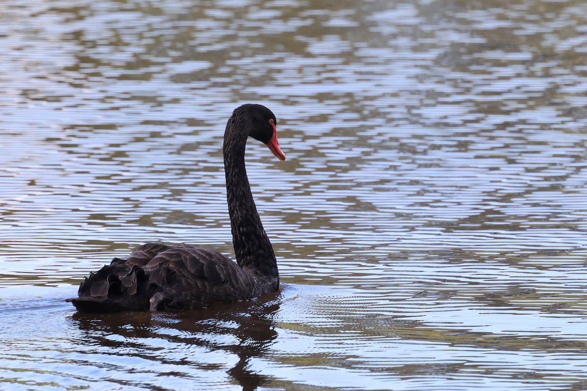 Black Swan - ML643665455
