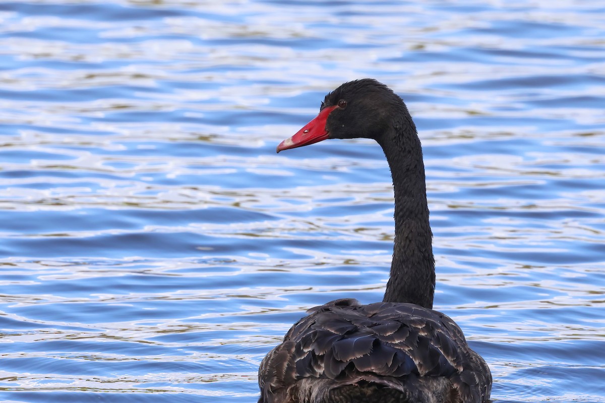 Black Swan - ML643665499