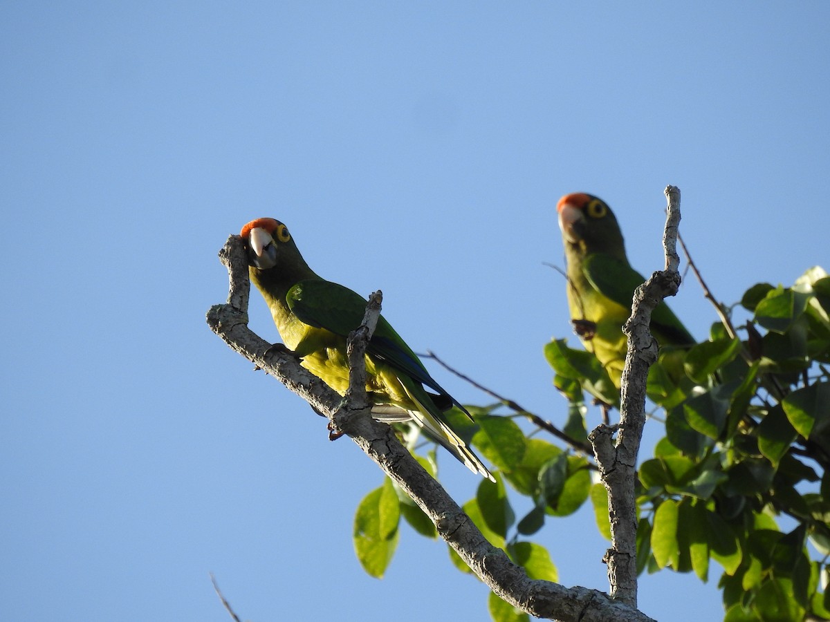 Aratinga Frentinaranja - ML643665517