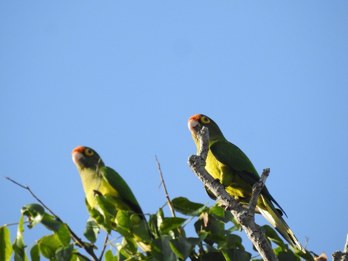 Aratinga Frentinaranja - ML643665533
