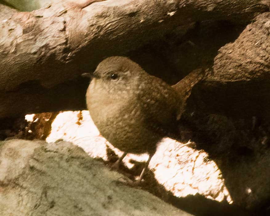 Winter Wren - ML643665572