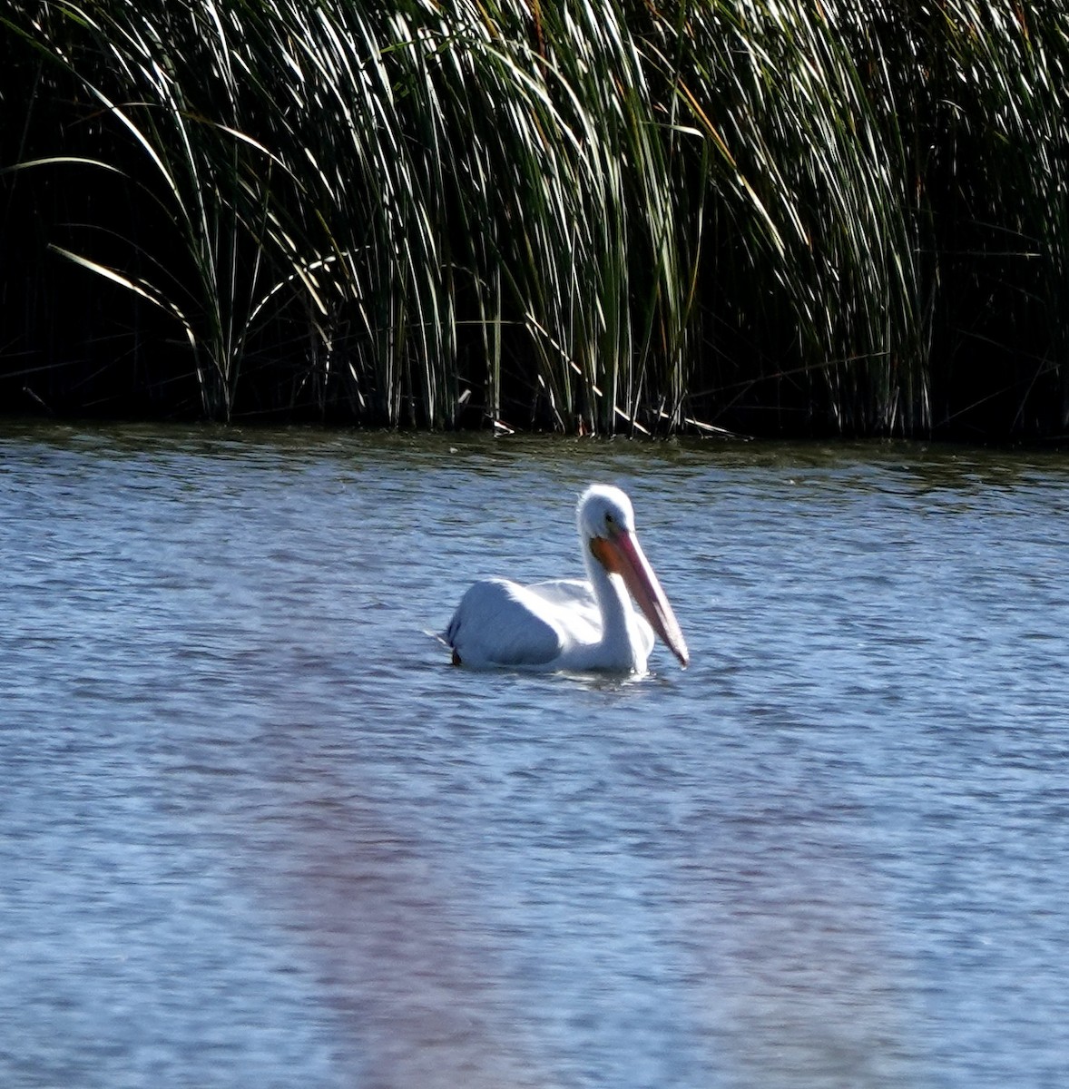 שקנאי אמריקני - ML643665592