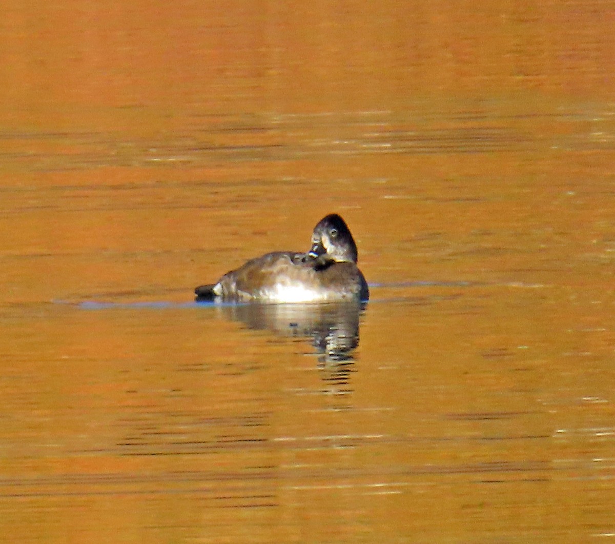 Ring-necked Duck - ML643665593