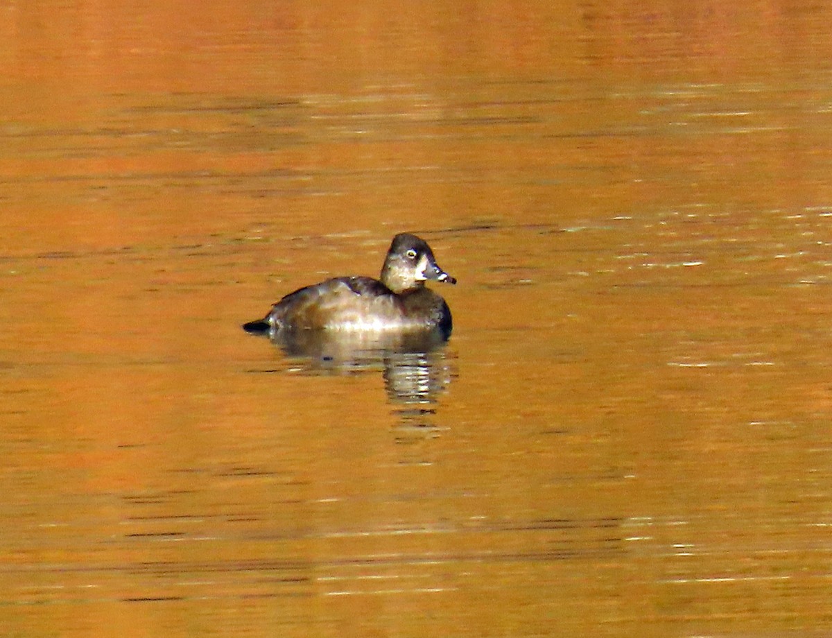 Ring-necked Duck - ML643665594