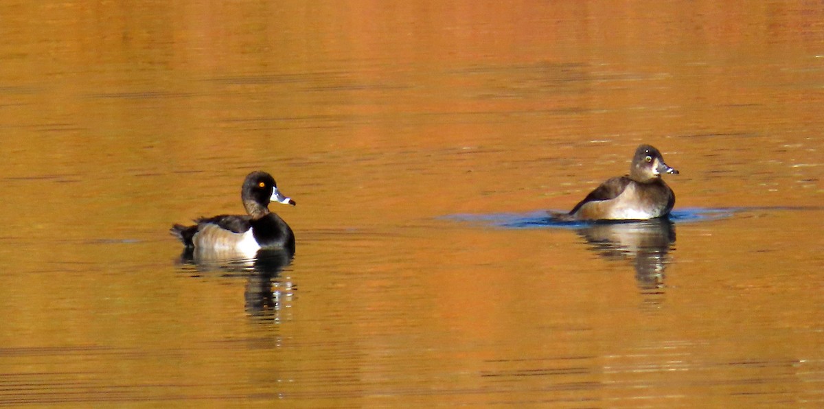 Ring-necked Duck - ML643665595