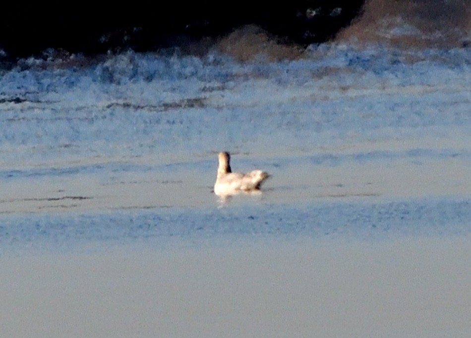 Möwe, unbestimmt - ML643665622