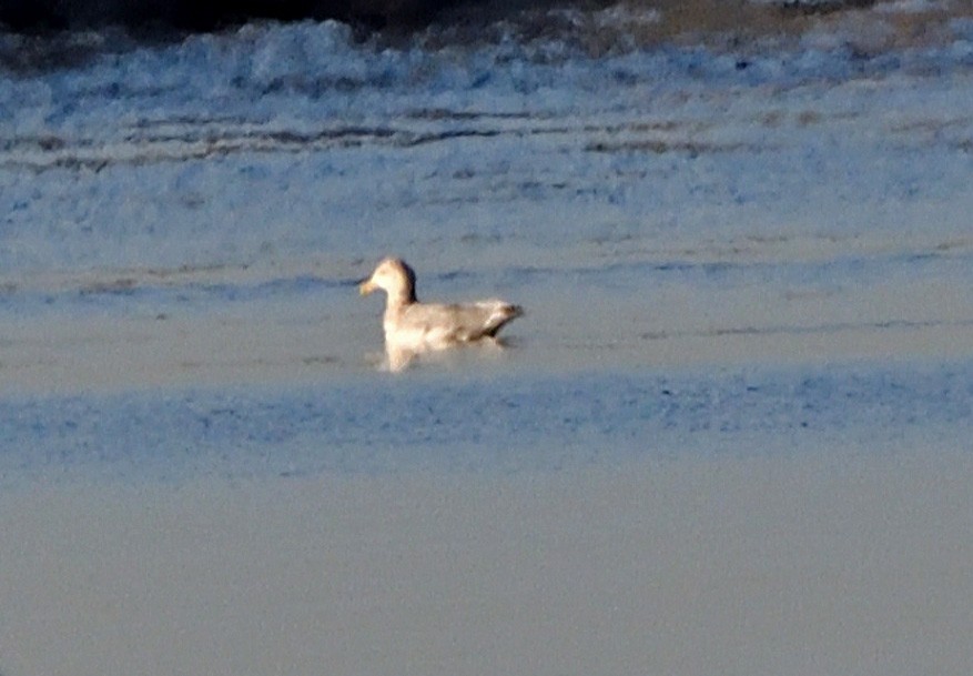 Möwe, unbestimmt - ML643665623