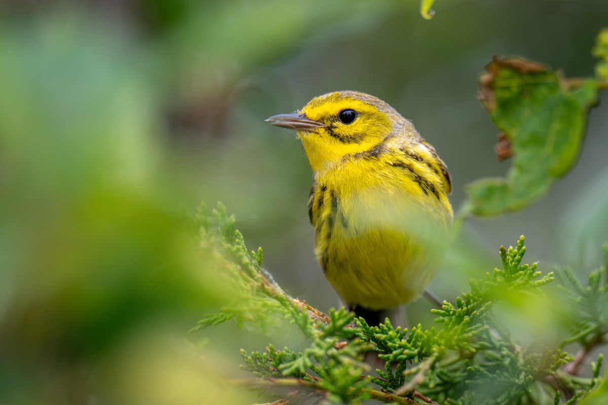 Prairie Warbler - ML643665631
