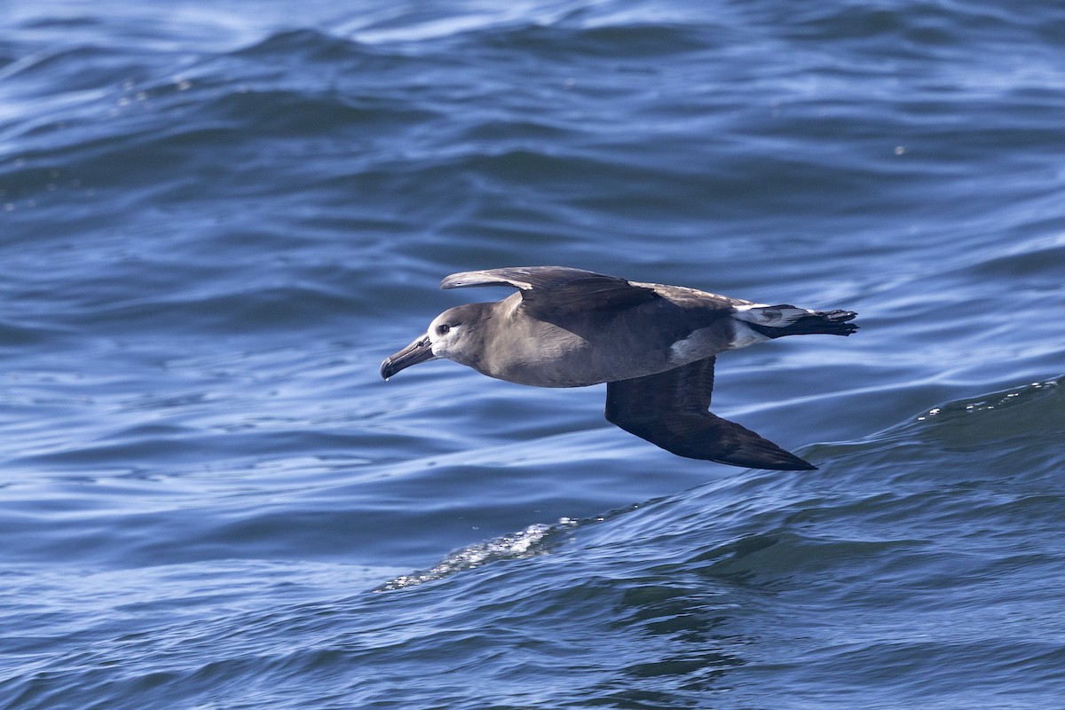 Black-footed Albatross - ML643665663