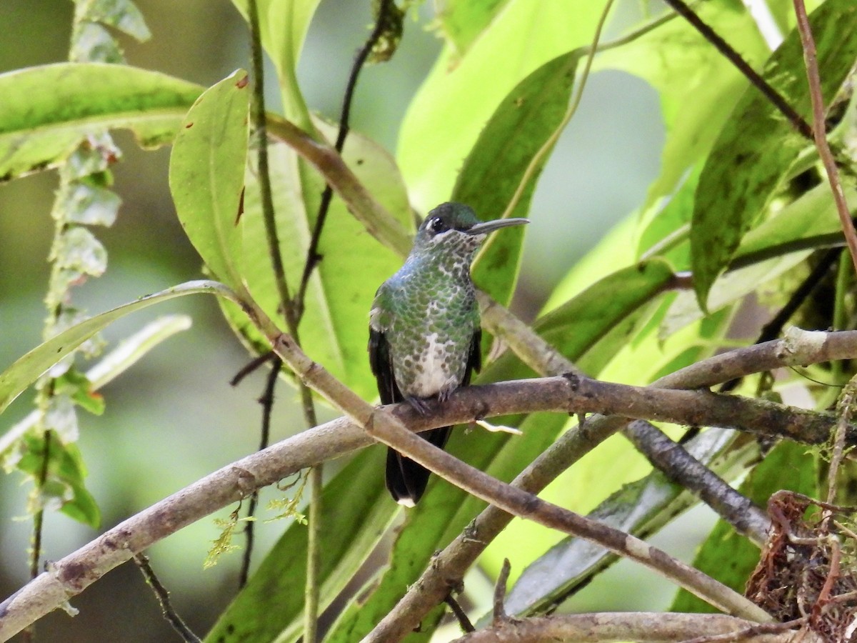 Green-crowned Brilliant - ML643665676