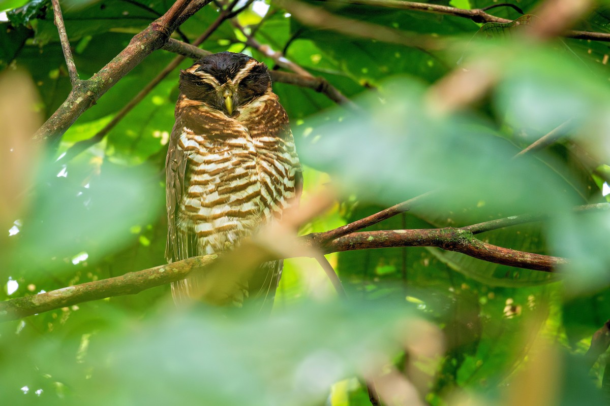 rustkinnugle - ML643665687