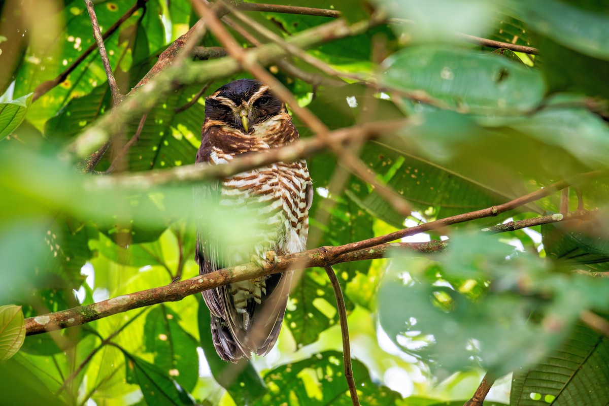 rustkinnugle - ML643665703