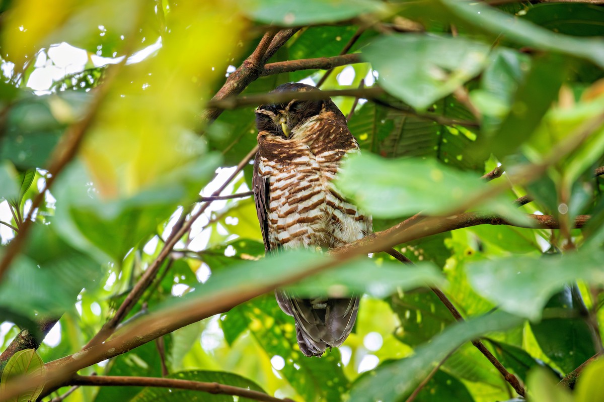 rustkinnugle - ML643665709