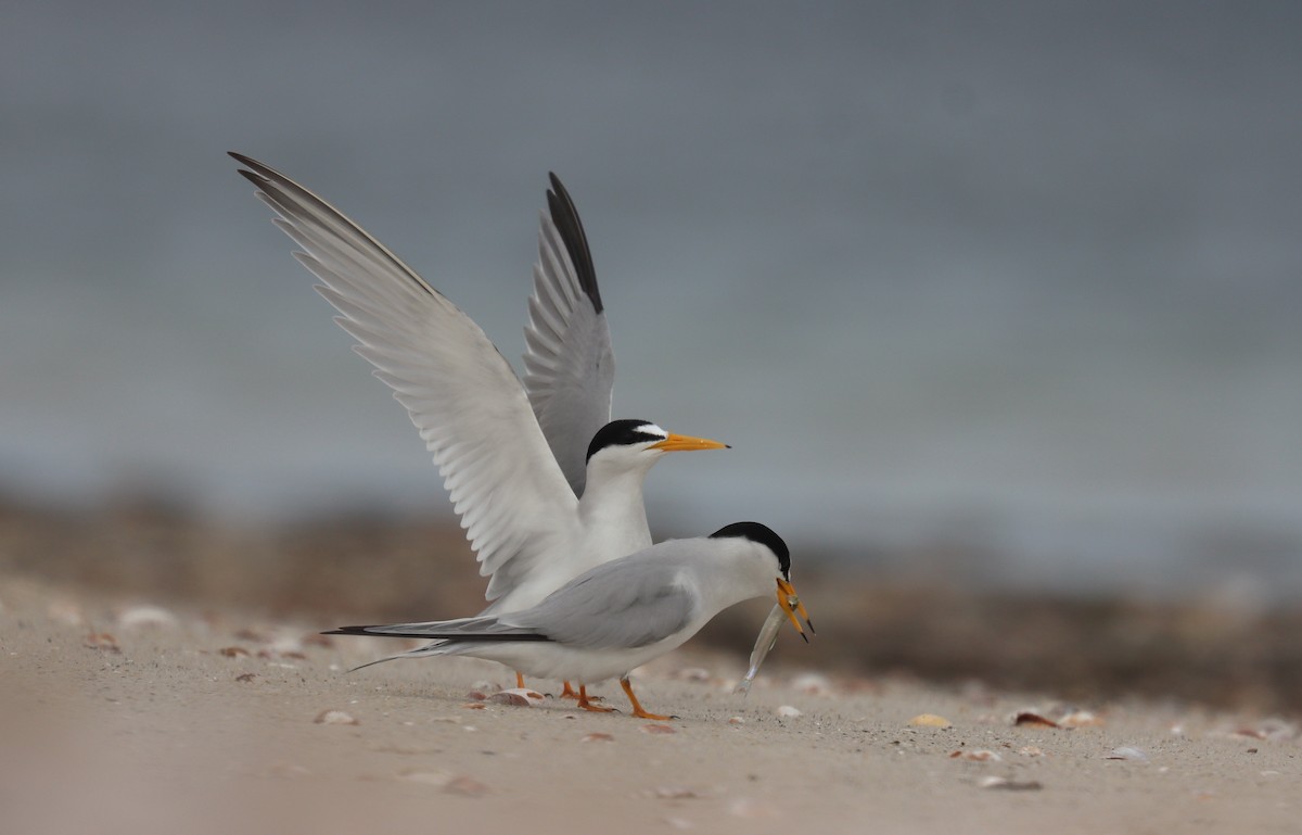 Least Tern - ML643665735