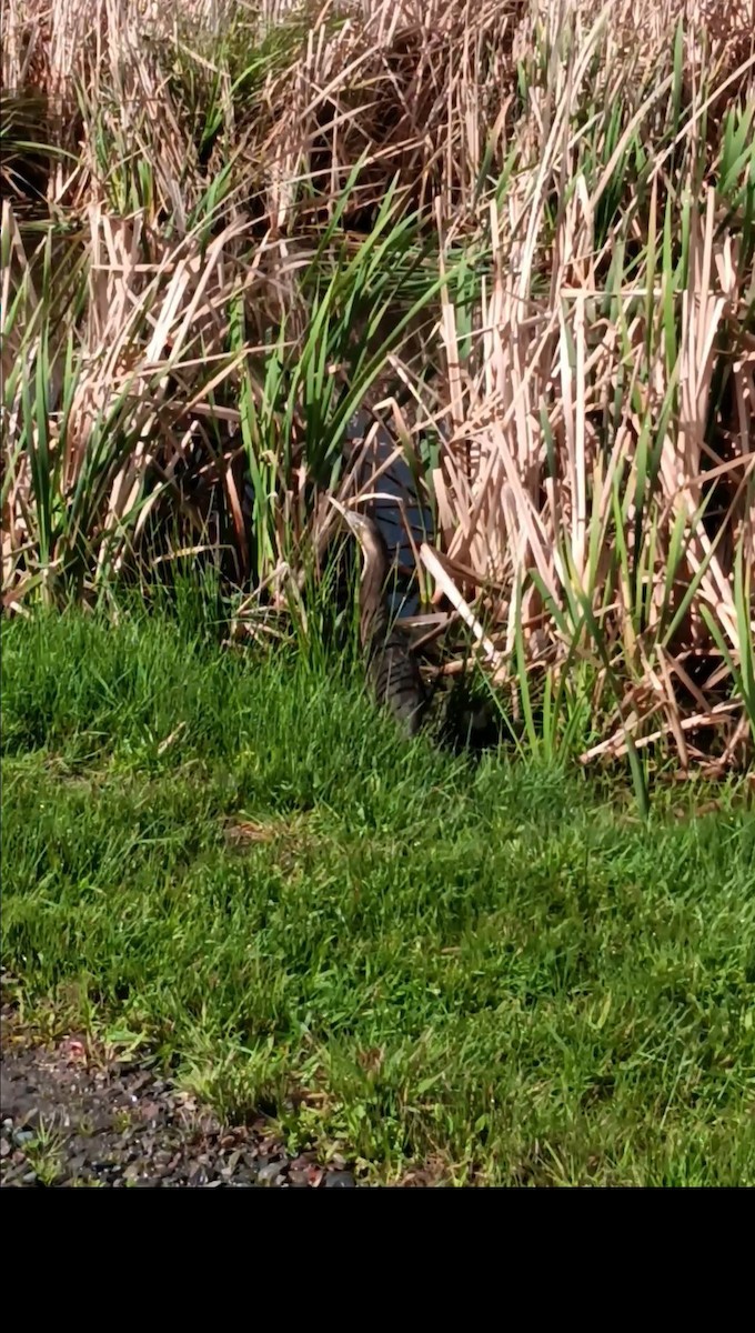 Australasian Bittern - ML643665767