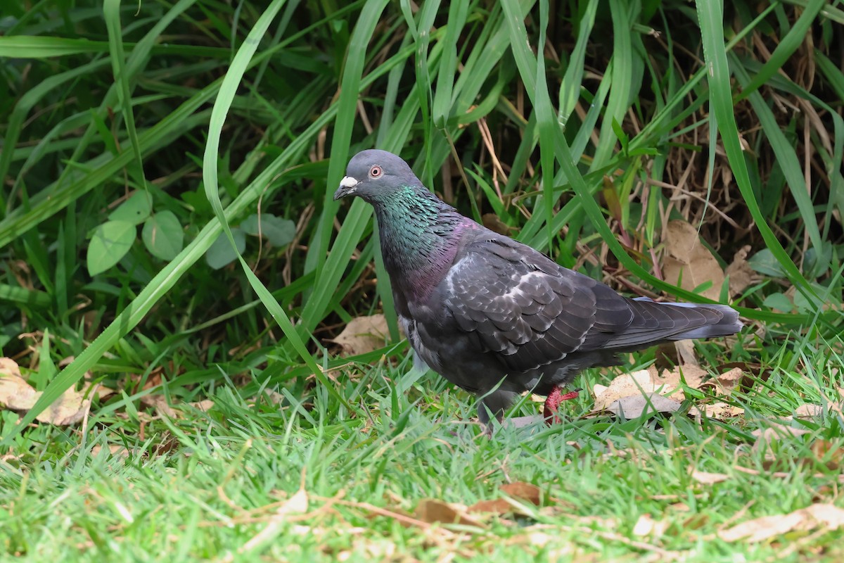 Pigeon biset (forme domestique) - ML643665777