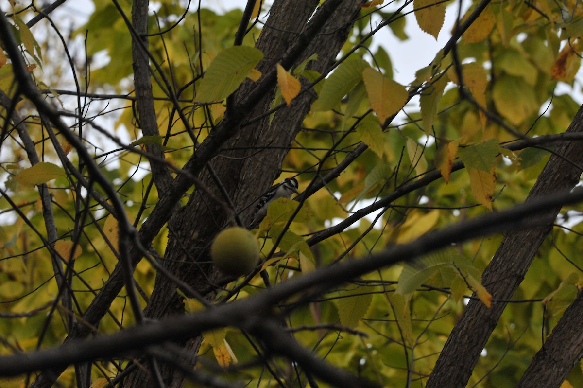 Downy Woodpecker - ML643665778