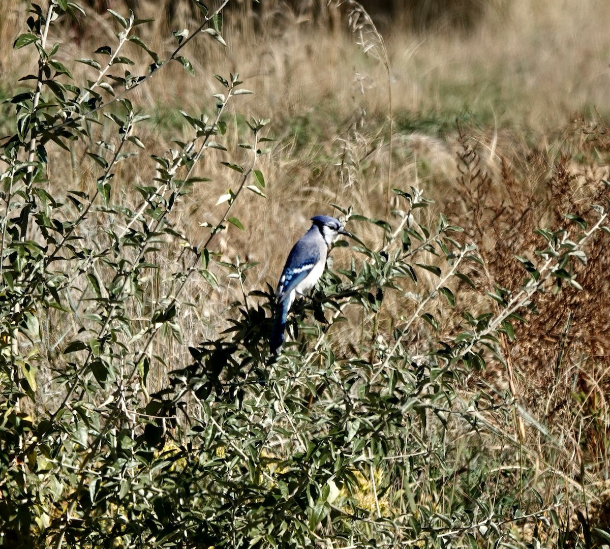 Blue Jay - ML643665782