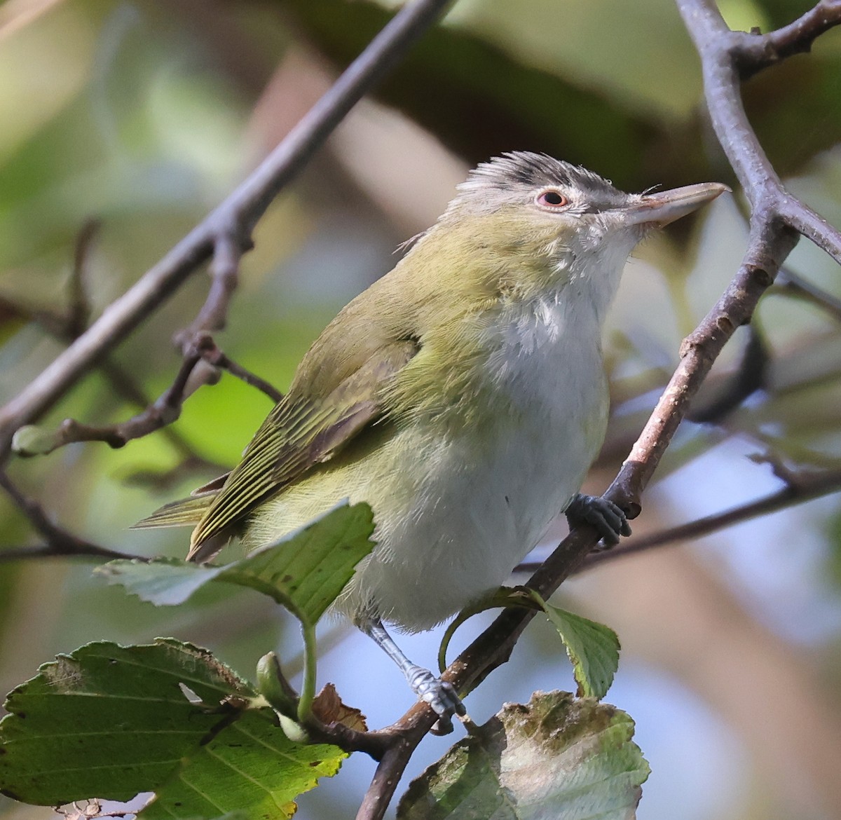 Yellow-green Vireo - ML643665784