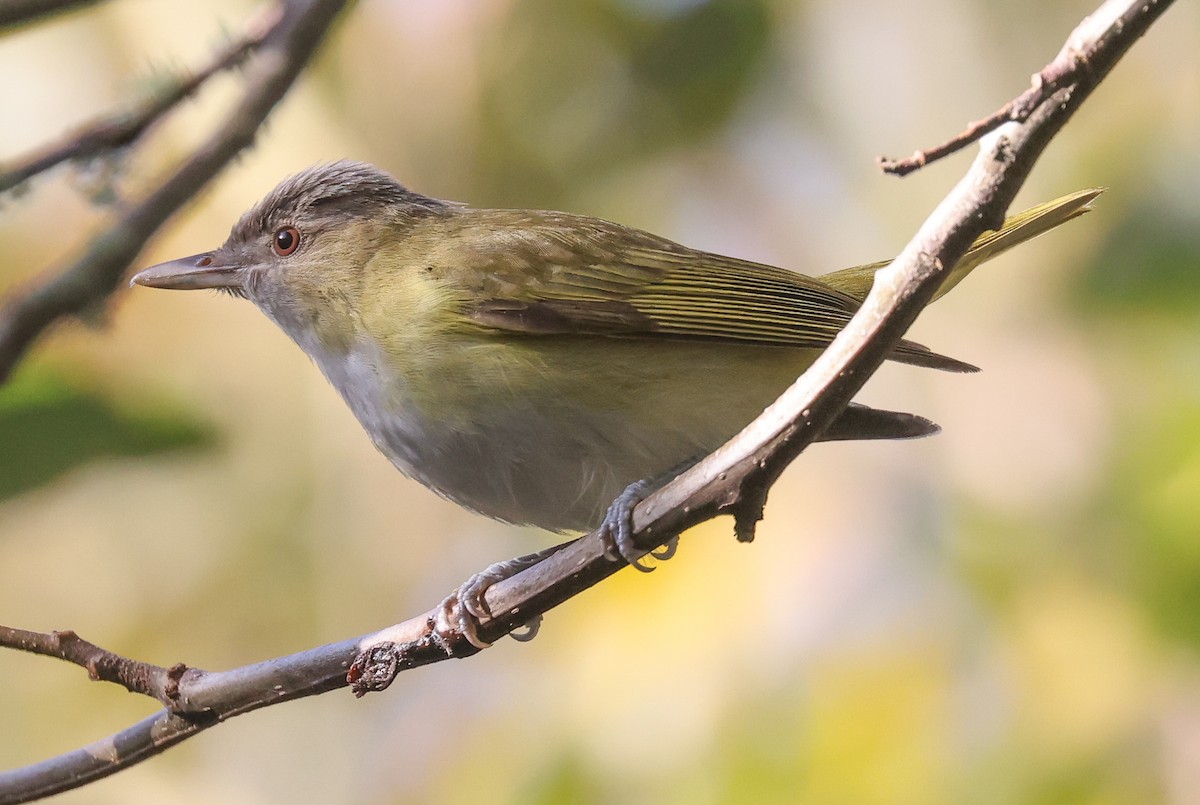 Yellow-green Vireo - ML643665787