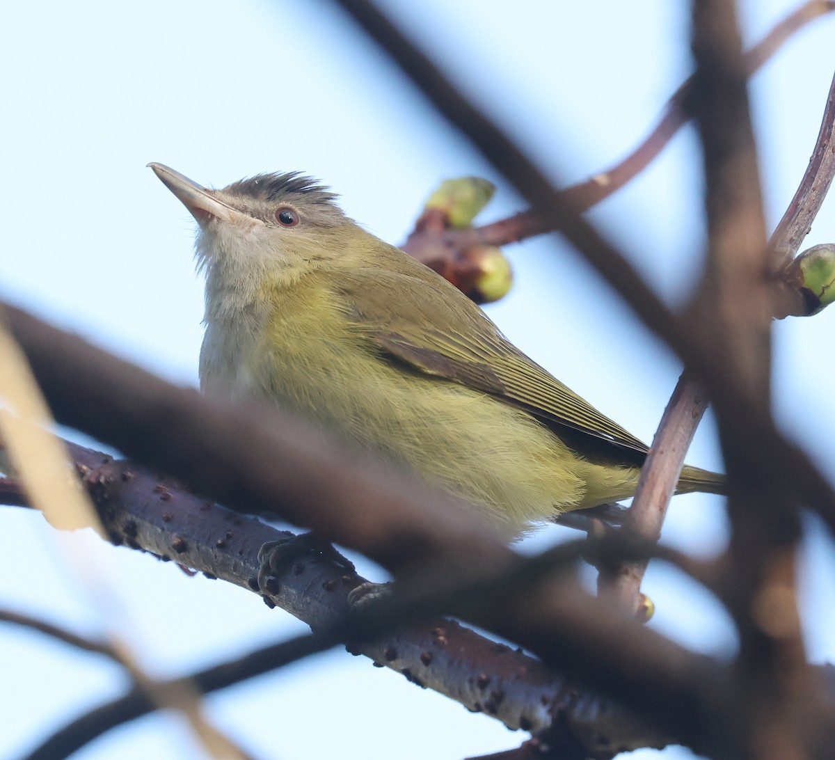 Yellow-green Vireo - ML643665790