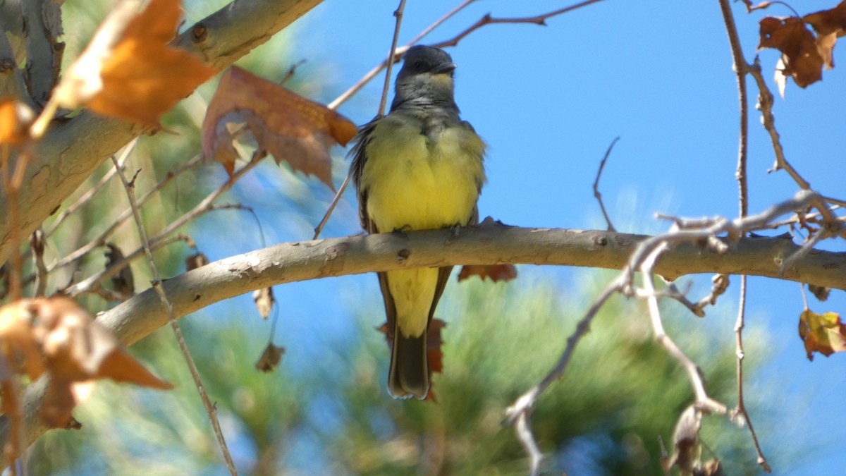 Cassin's Kingbird - ML643665792