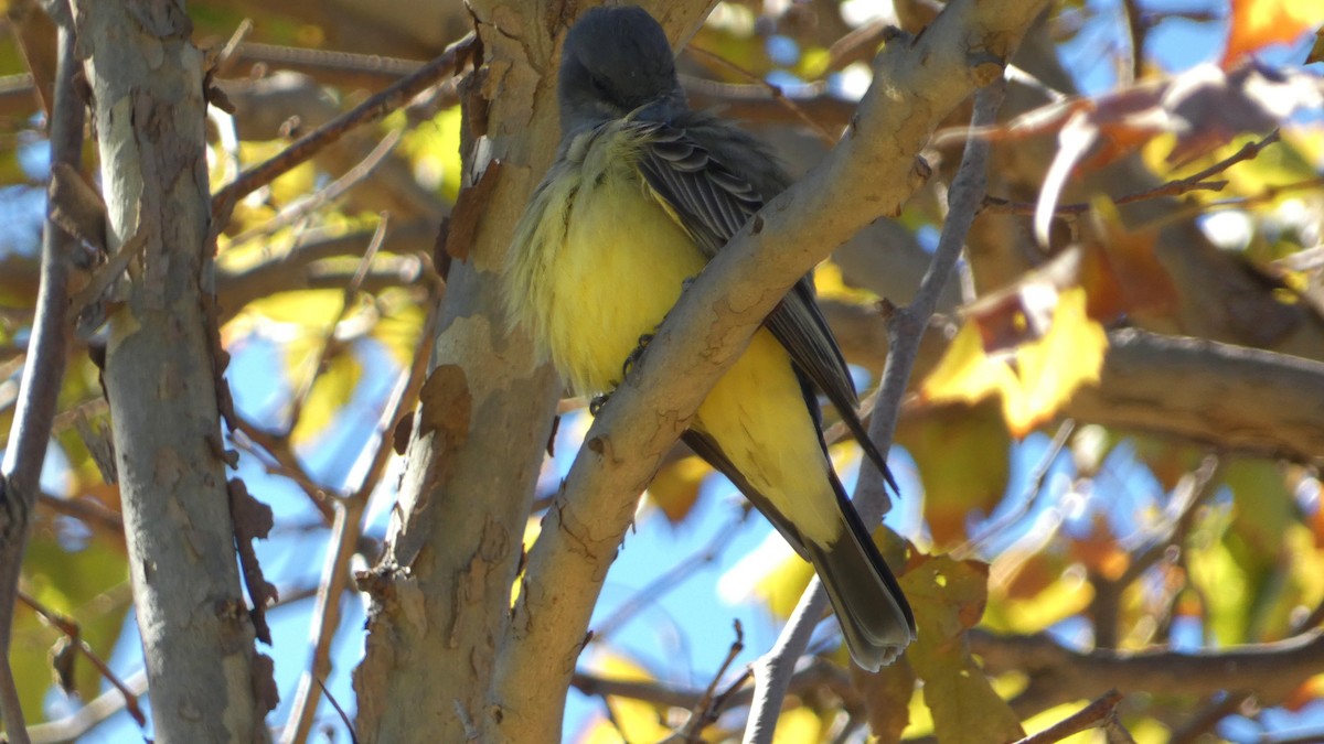 Cassin's Kingbird - ML643665793