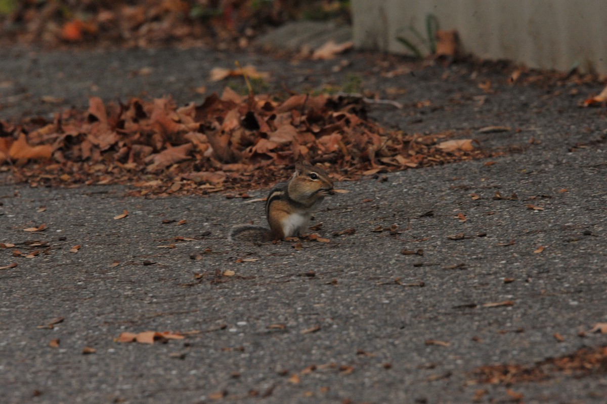 Mammals - ML643665800