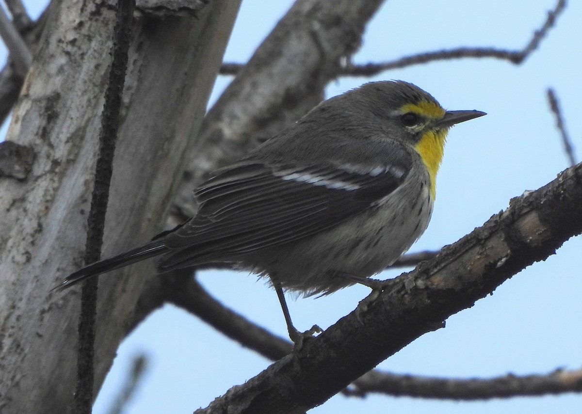 Grace's Warbler - ML643665826