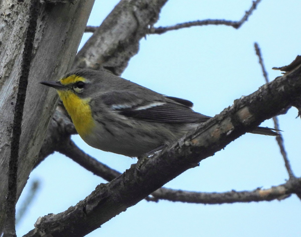 Grace's Warbler - ML643665857