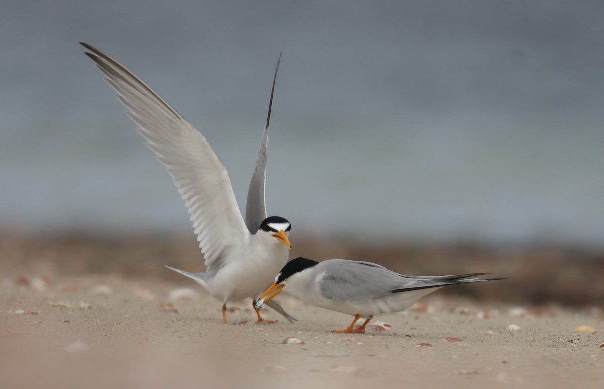 Least Tern - ML643665887