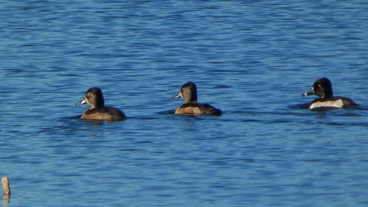 Ring-necked Duck - ML643665902