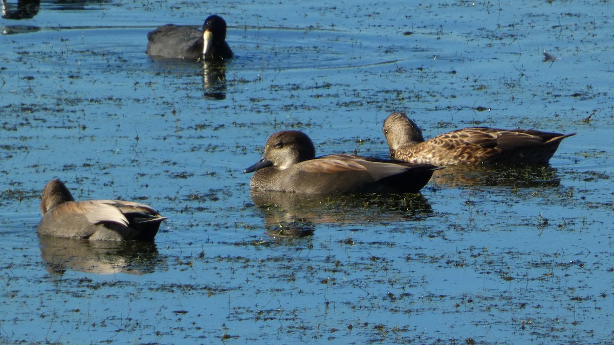 Gadwall - ML643665917