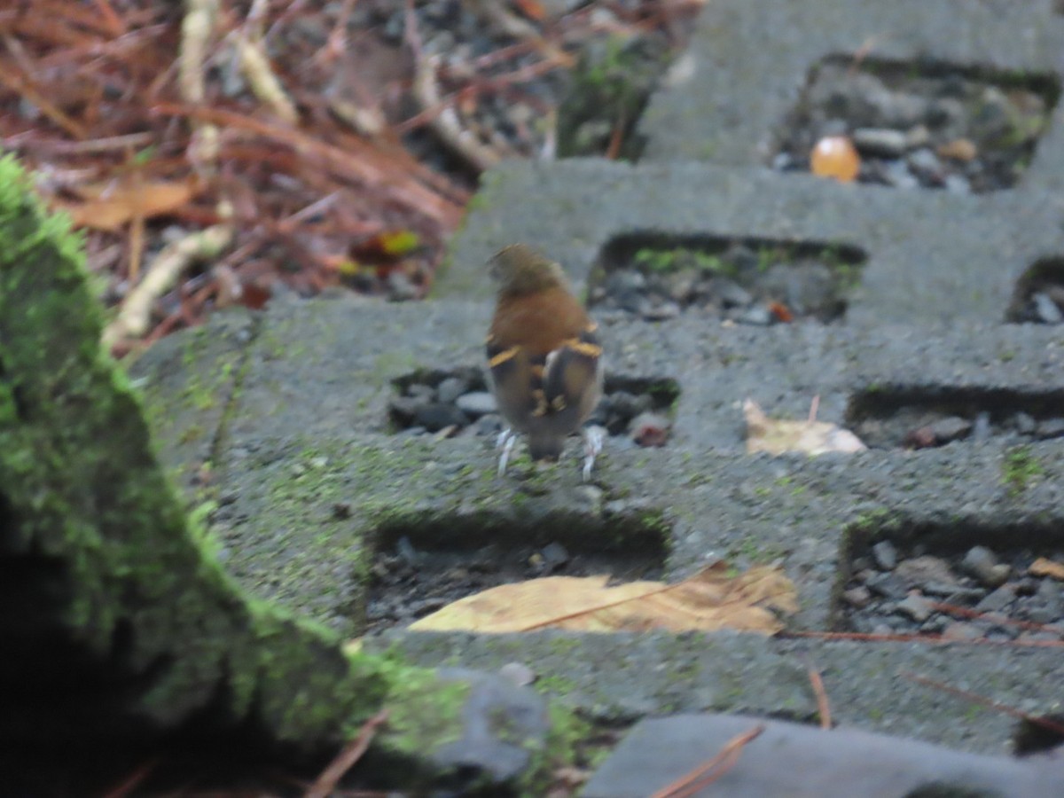 Spotted Antbird - ML643665920
