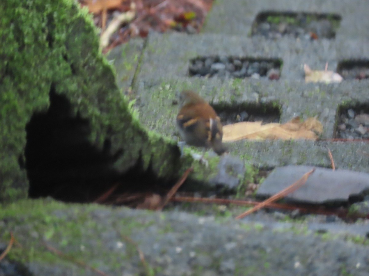 Spotted Antbird - ML643665921