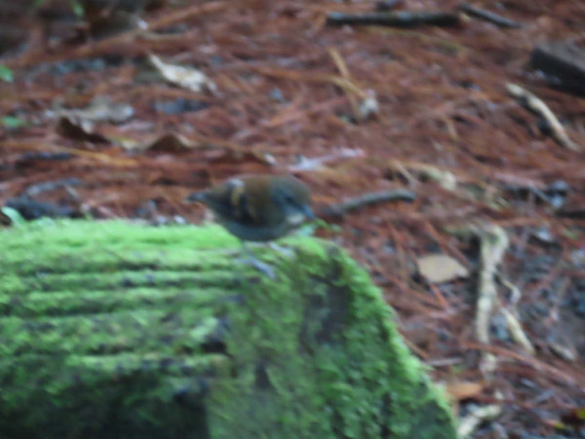 Spotted Antbird - ML643665922